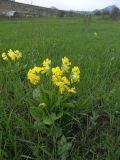 Primula macrocalyx