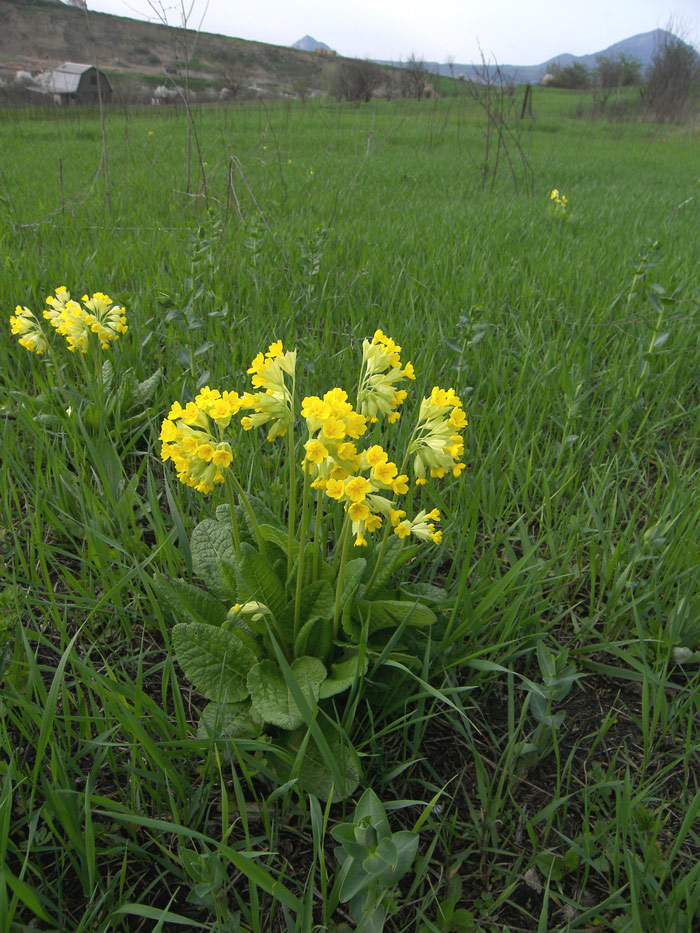 Image of Primula macrocalyx specimen.