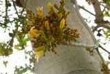 Brachychiton australis