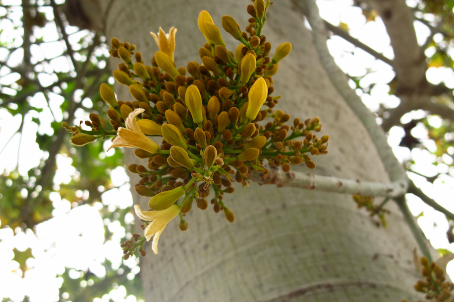 Изображение особи Brachychiton australis.