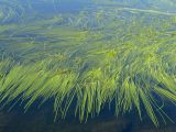 Sparganium gramineum