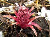 Petasites hybridus