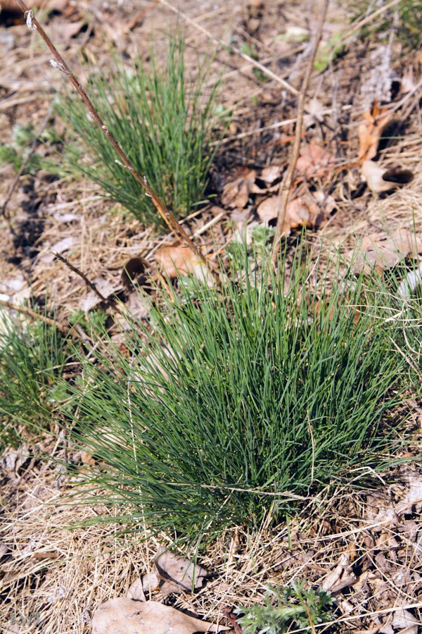 Image of Festuca valesiaca specimen.