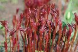 Paeonia lactiflora. Молодые побеги. Московская обл., дачный участок. 01.05.2007.
