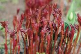 Paeonia lactiflora