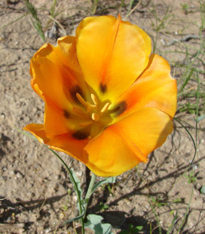 Image of Tulipa lehmanniana specimen.