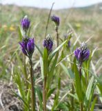 Polygala comosa. Верхушка цветущего растения. Казахстан, Восточно-Казахстанская область; Западный Алтай, скл. Ульбинского хребта, окр. с. Ушановское. 02.05.2012.