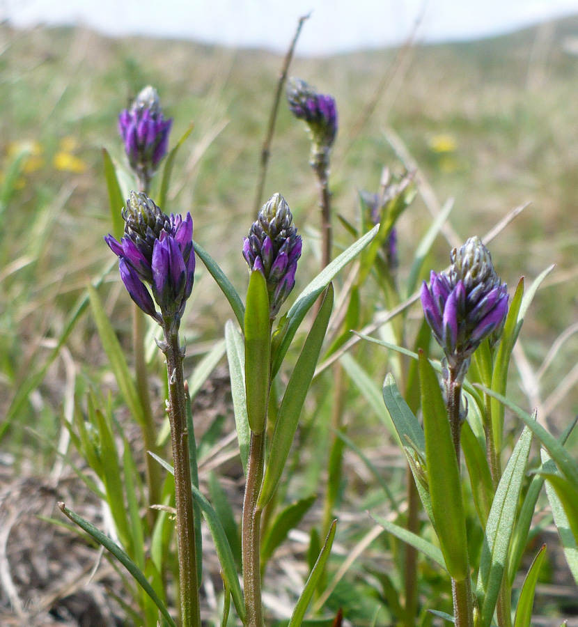 Image of Polygala comosa specimen.