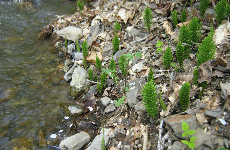 Изображение особи Equisetum telmateia.