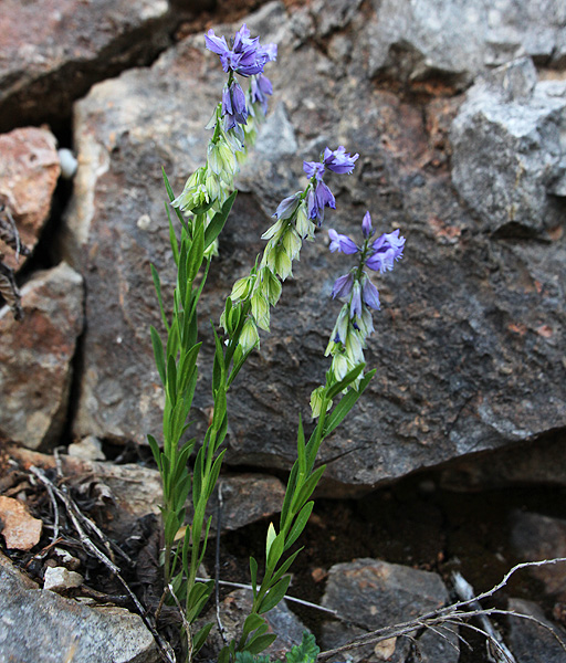 Image of Polygala caucasica specimen.