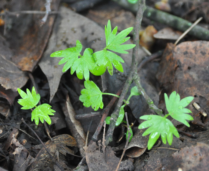 Image of Tilia cordata specimen.