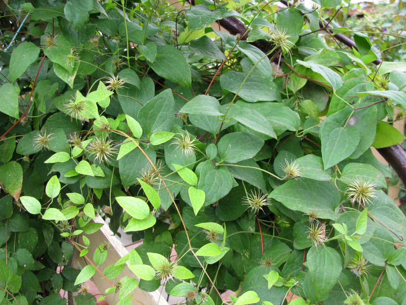 Image of genus Clematis specimen.