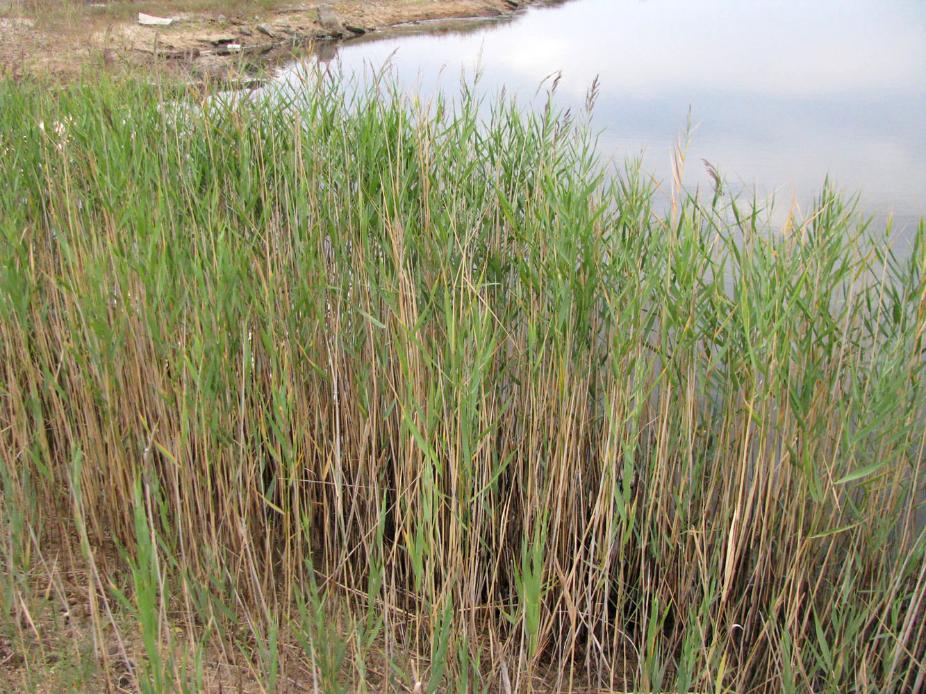 Изображение особи Phragmites australis.