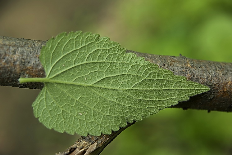 Image of Lamium album ssp. orientale specimen.