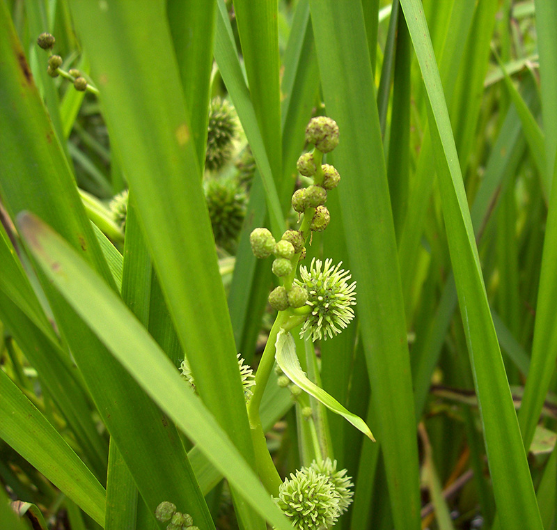 Image of Sparganium erectum specimen.