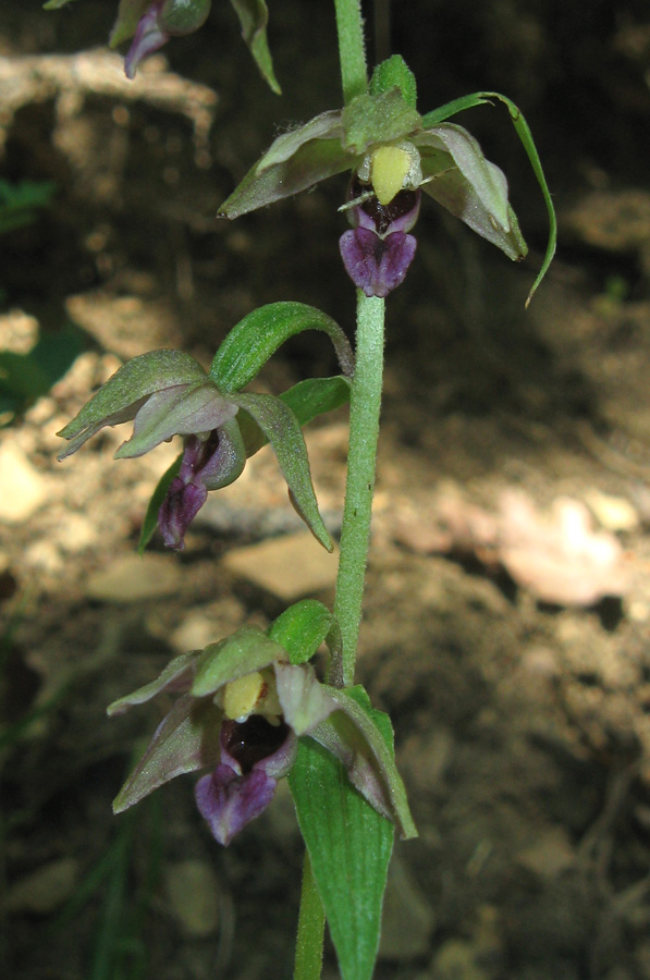 Изображение особи Epipactis helleborine.