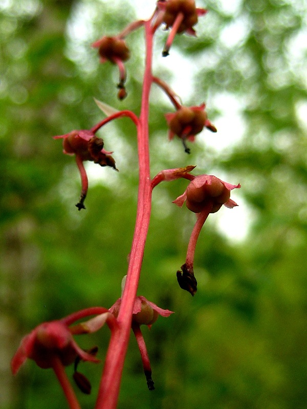 Изображение особи Pyrola incarnata.