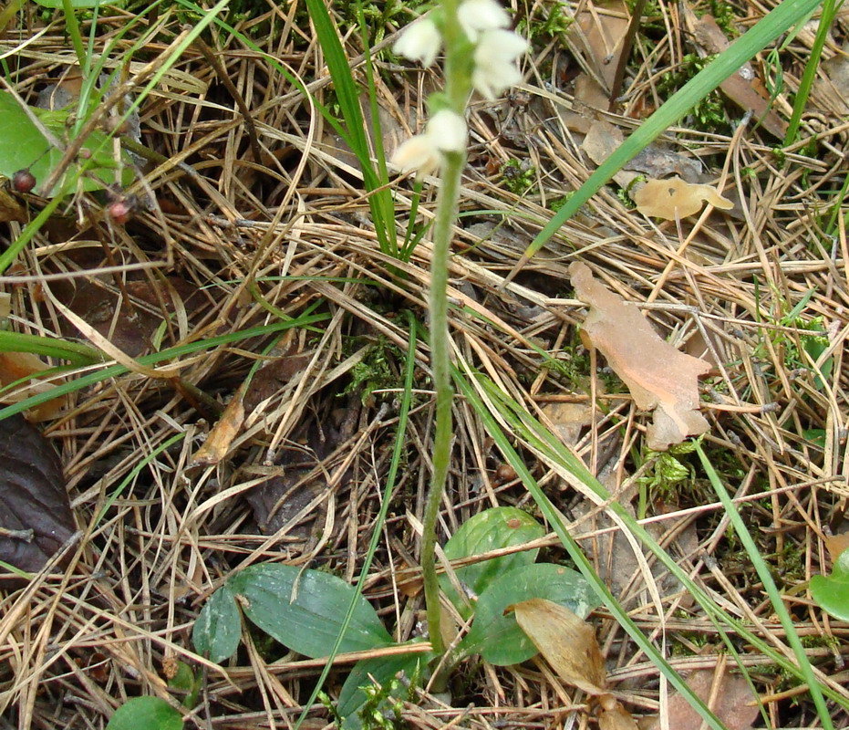 Image of Goodyera repens specimen.