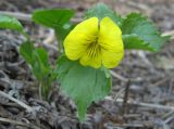 Viola uniflora