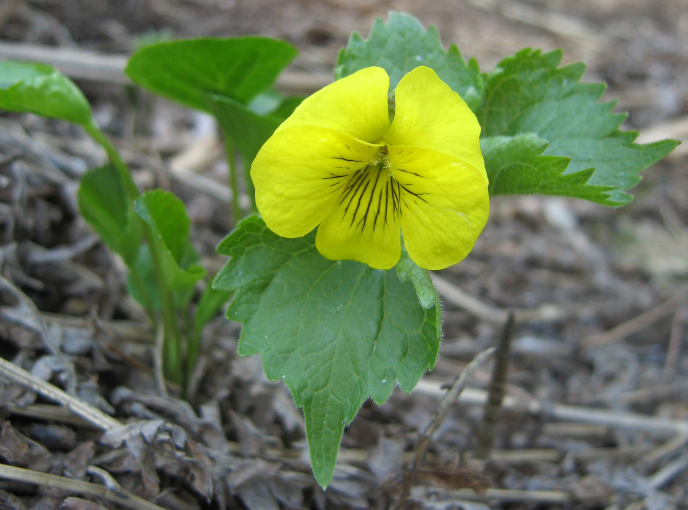 Image of Viola uniflora specimen.