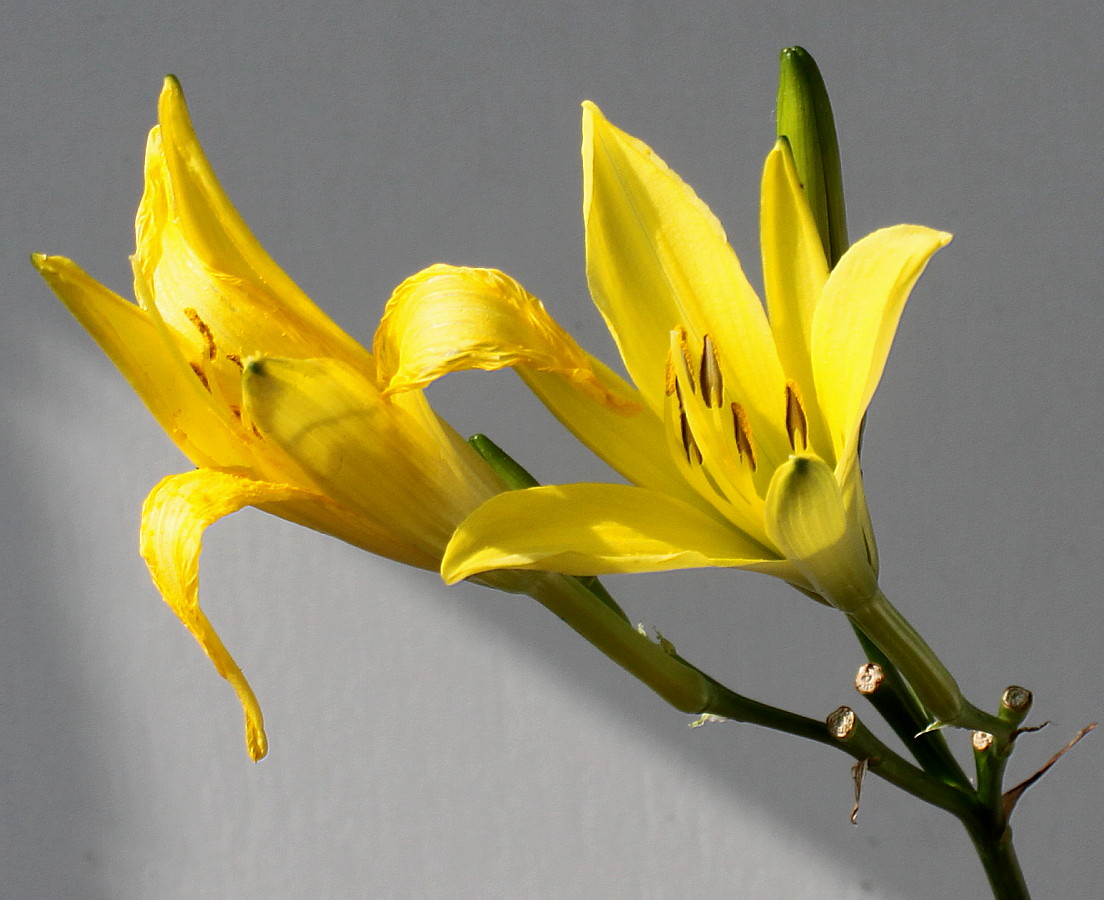 Image of Hemerocallis minor specimen.