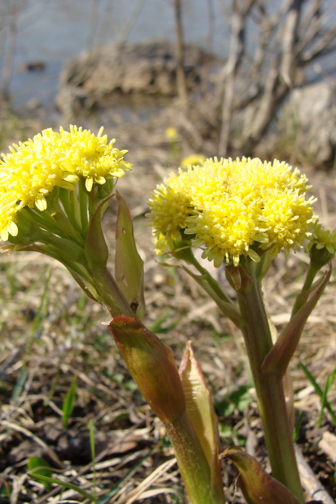 Изображение особи Petasites spurius.