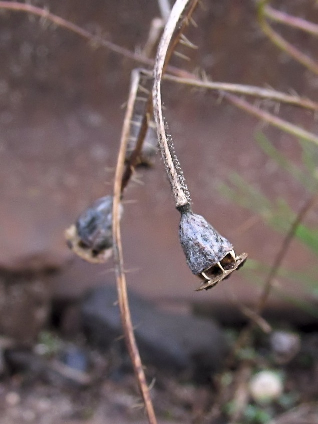 Image of Papaver rhoeas specimen.