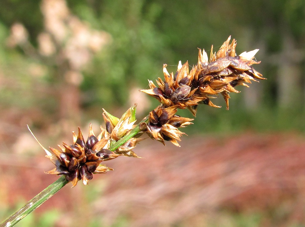 Изображение особи Carex appropinquata.