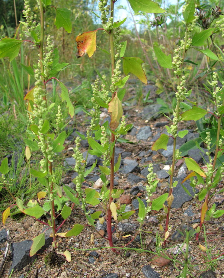 Image of Chenopodium acerifolium specimen.