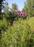 Centaurea scabiosa. Верхушка цветущего растения. Московская обл., Павлово-Посадский р-н, пойма р. Клязьма. 08.07.2012.