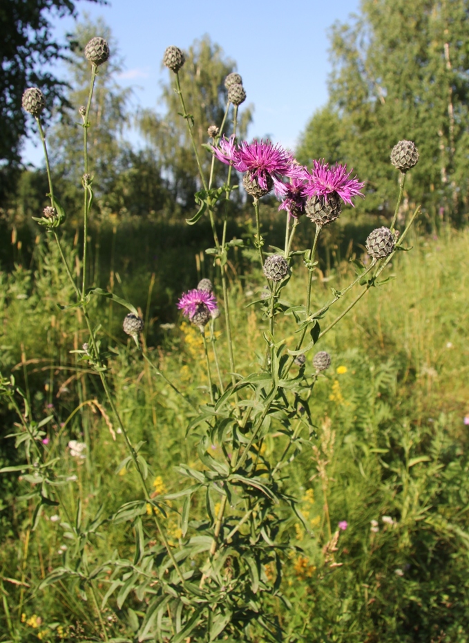 Изображение особи Centaurea scabiosa.