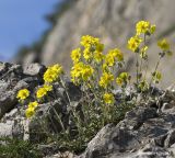 Helianthemum georgicum