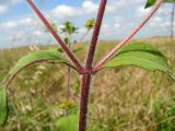 Sigesbeckia orientalis. Часть побега. Приморский край, Спасский р-н, окр. с. Хвалынка. 26.08.2012.