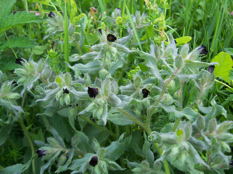 Image of Nonea rossica specimen.