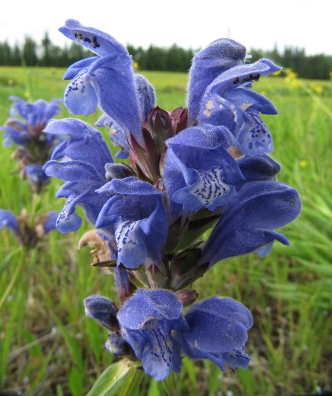 Изображение особи Dracocephalum ruyschiana.