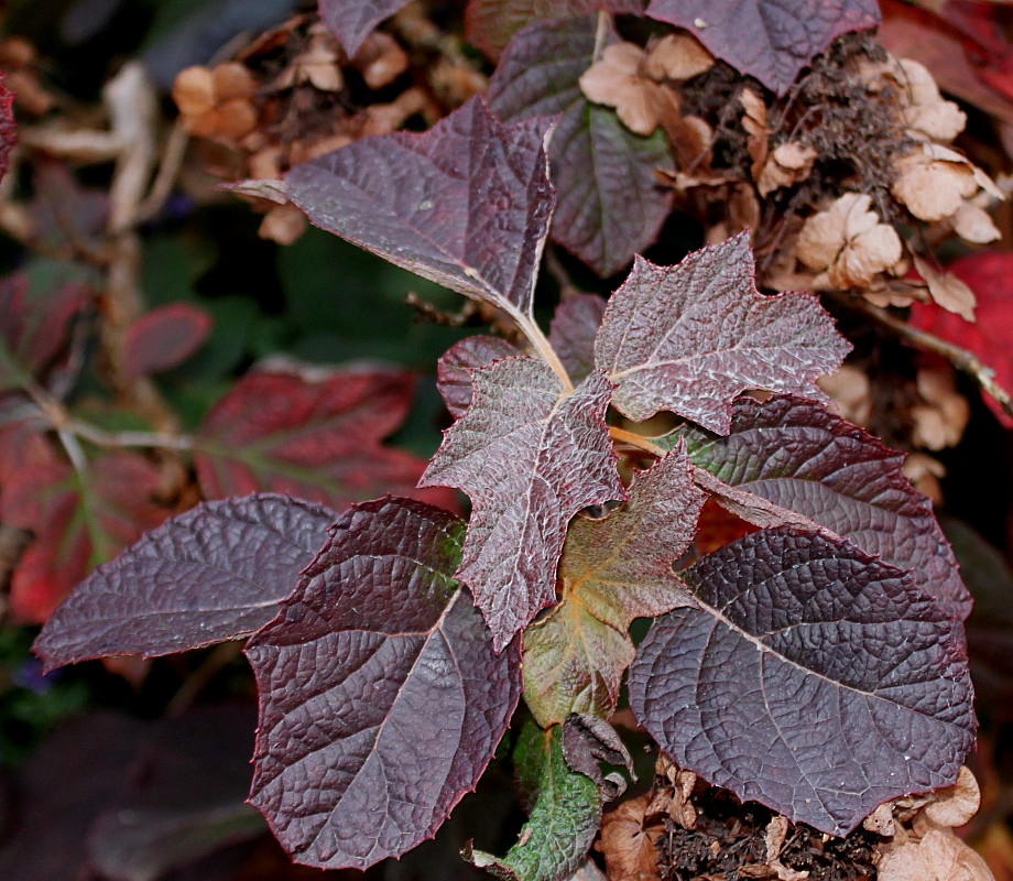 Image of Hydrangea quercifolia specimen.