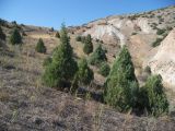 Juniperus polycarpos