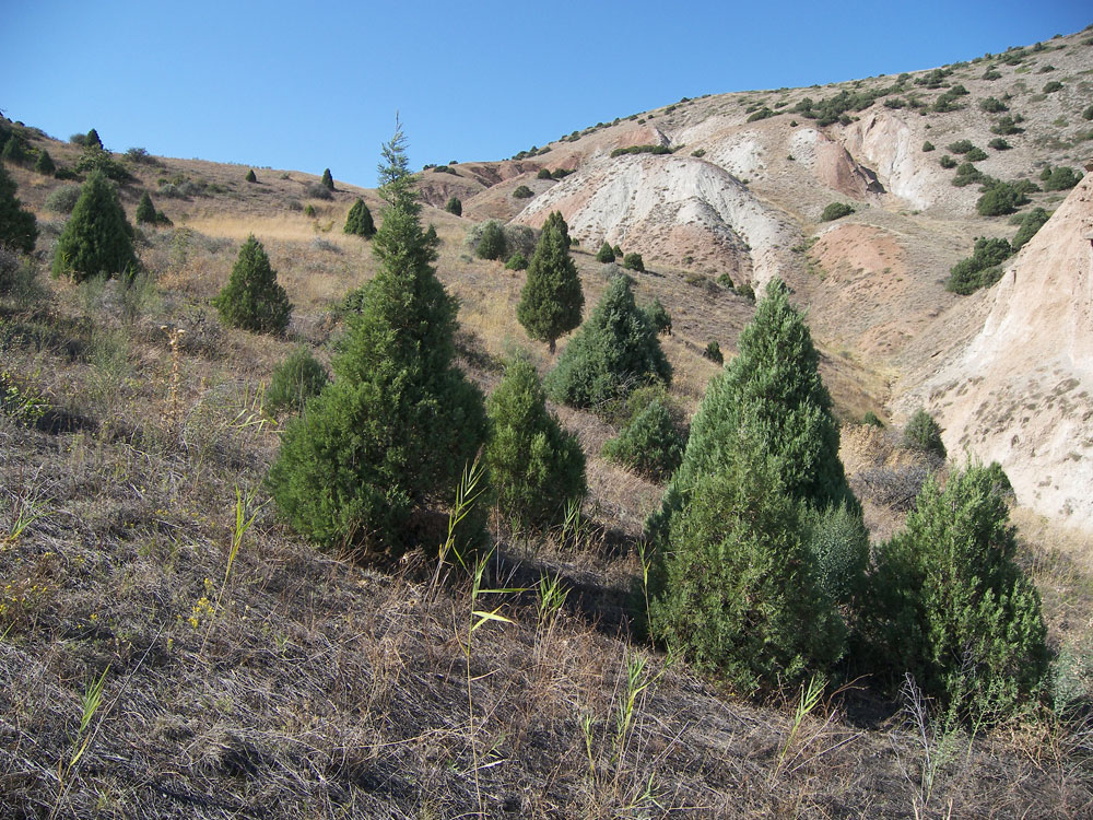 Image of Juniperus polycarpos specimen.