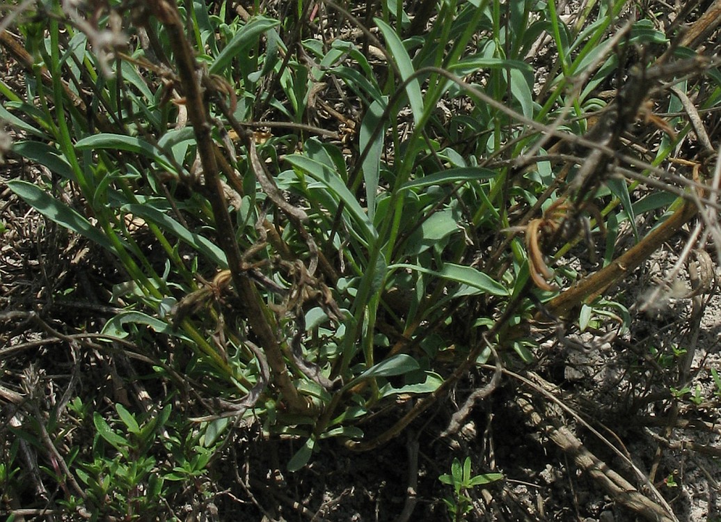 Image of genus Linum specimen.