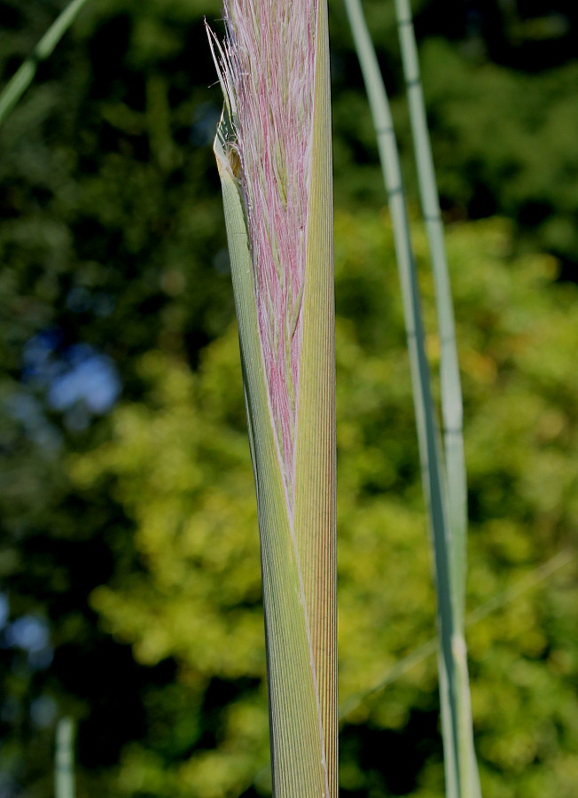 Изображение особи Cortaderia selloana.