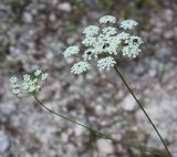 Pimpinella peregrina. Соцветие с кормящимися жуками. Israel, Mount Carmel. 08.06.2008.