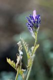 Astragalus onobrychis. Верхушка растения с соцветием. Ростовская обл., Мясниковский р-н, окр. пос. Недвиговка. 24.06.2012.