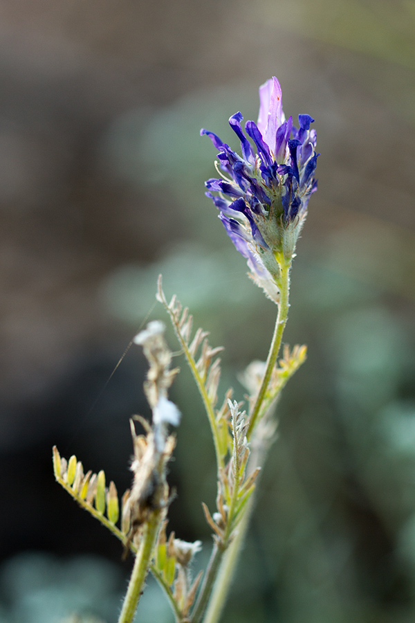 Изображение особи Astragalus onobrychis.