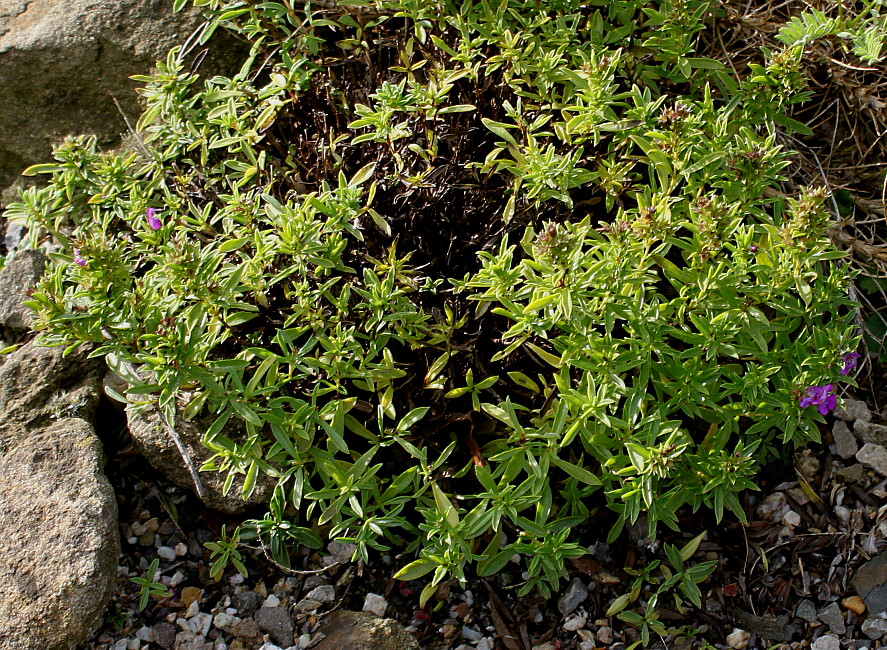 Image of Satureja montana specimen.