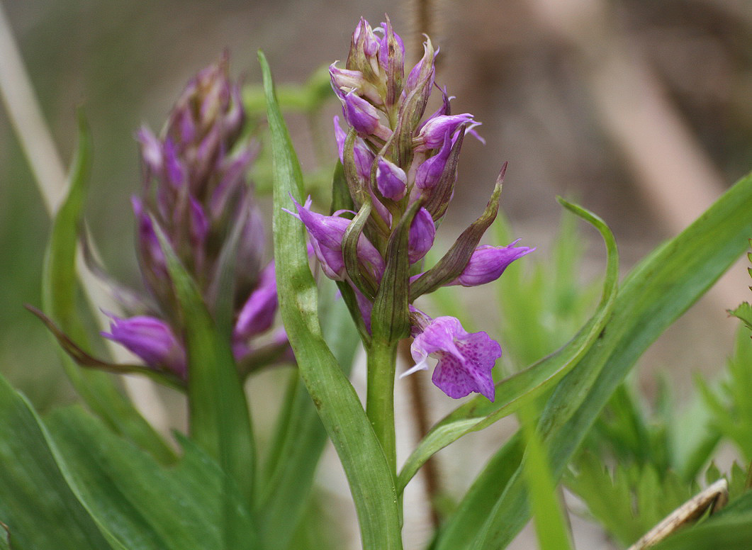 Image of Dactylorhiza aristata specimen.