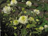 Fothergilla major