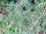 Asparagus acutifolius