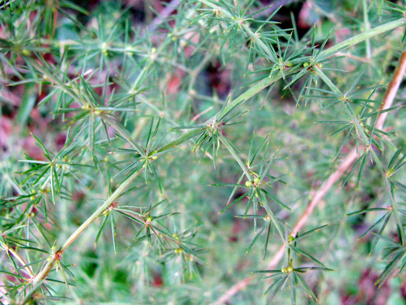 Изображение особи Asparagus acutifolius.