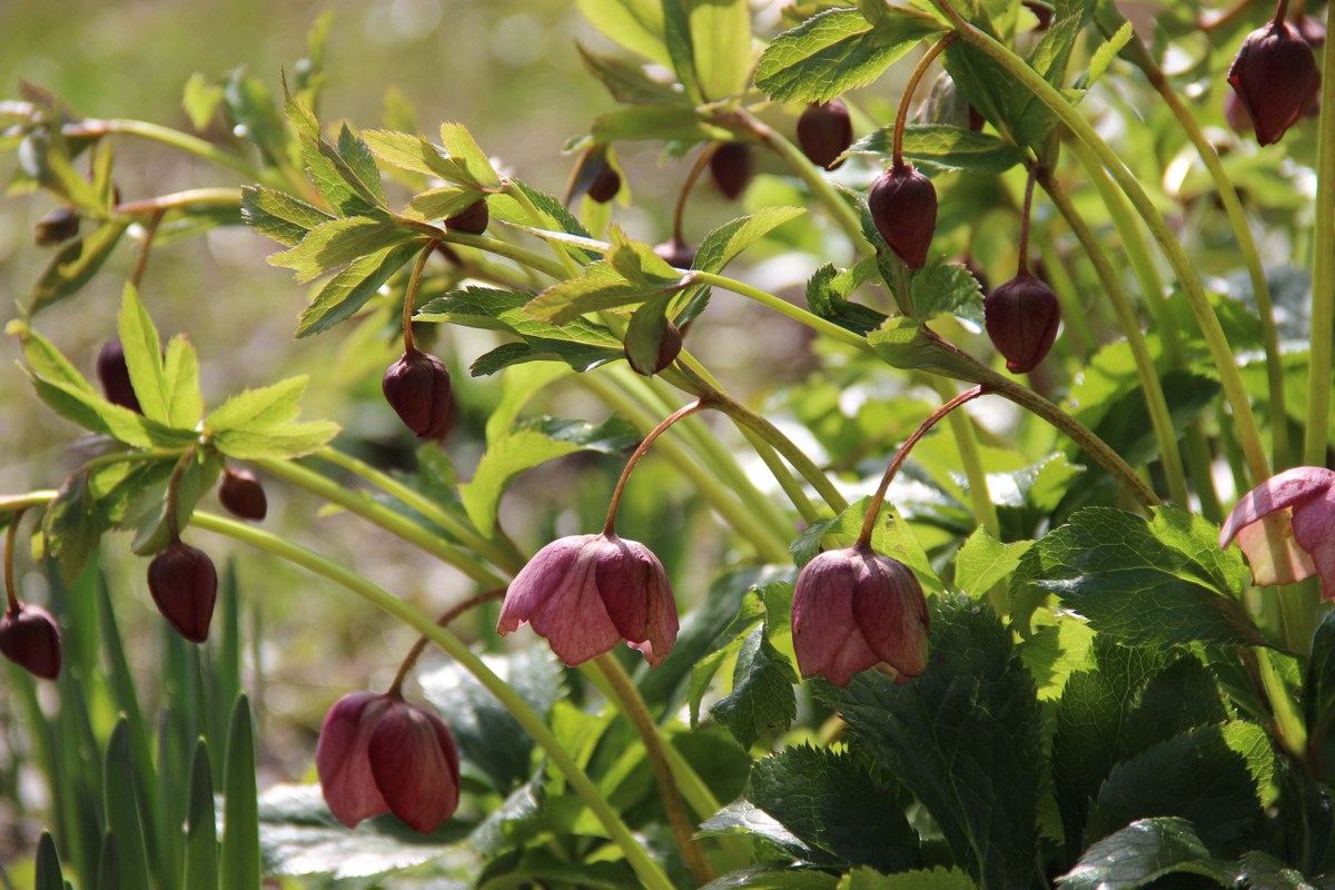 Изображение особи Helleborus orientalis.