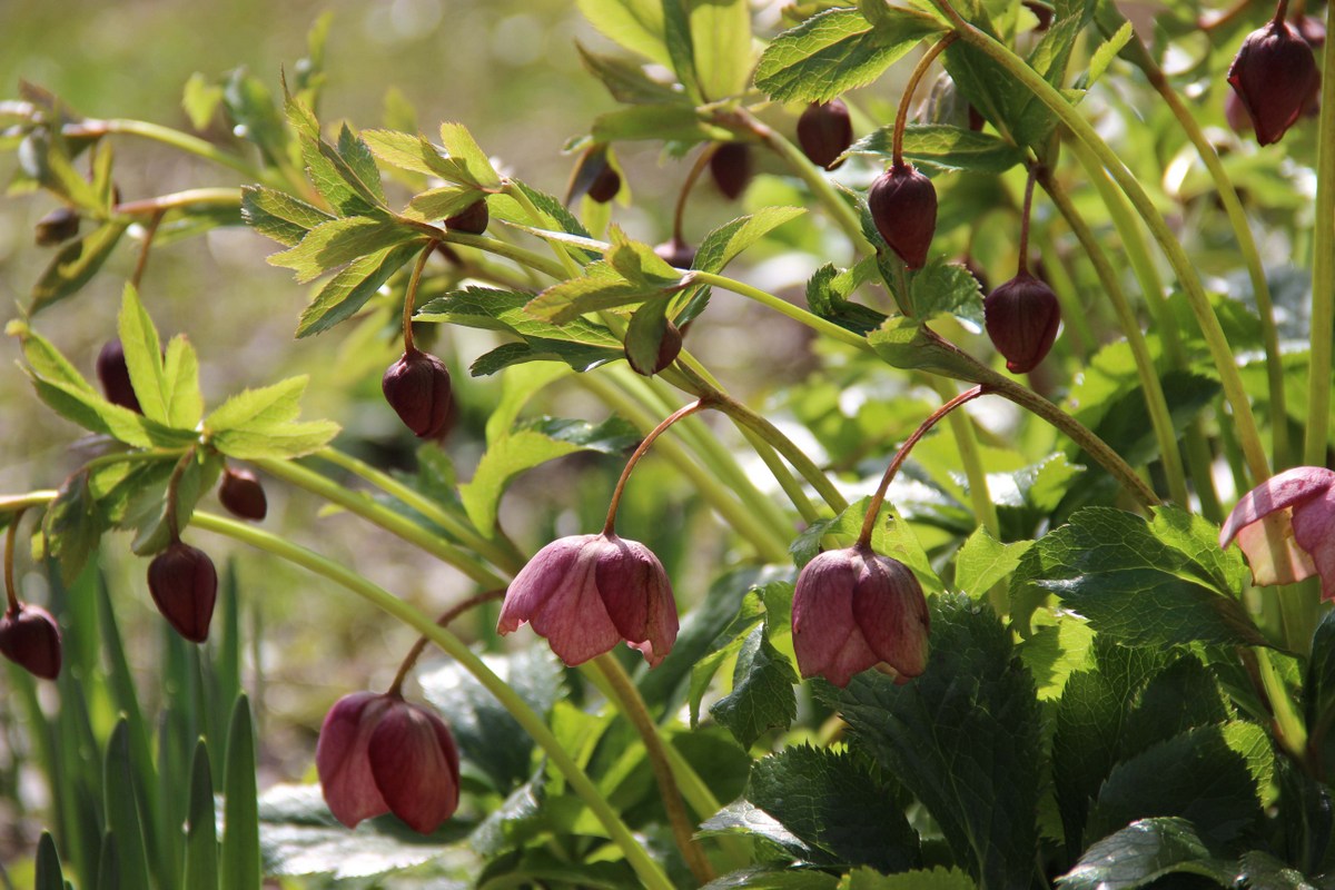 Image of Helleborus orientalis specimen.